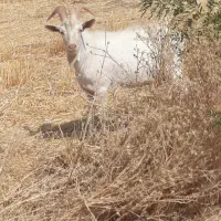 نر بز سانن