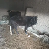 گاوه فروشی|حیوانات مزرعه|زیرکوه, |دیوار