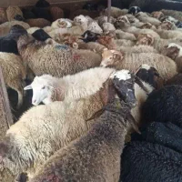 فروش گوسفند قدس وحومه