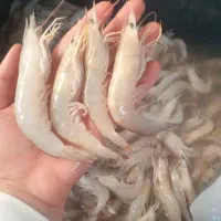 میگو درشت سایز بزرگ