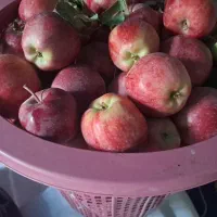 سیب قرمز