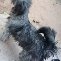 نژاداسکای‌تریر