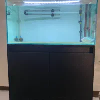 ریملس