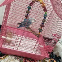 طوطی برزیلی ابی گم شده مژدگانی ۱تومن