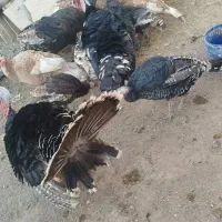 بوقلمون محلی کشتنی ماده تخمی وجوجه|حیوانات مزرعه|خواف, |دیوار