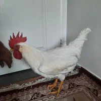 خروس زنده موجود است