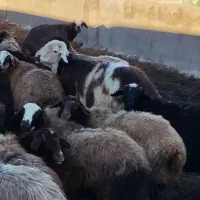 میش افشار و قوچ