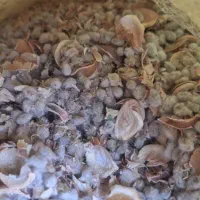 پنبه دانه  بومی مرغوب جهت دام