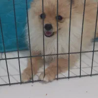 توله پامرانی|سگ|خرمشهر, |دیوار