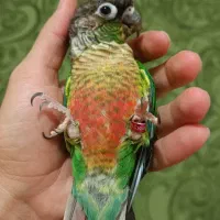 گرینچیک یلو ساید