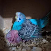مرغ عشق جفت کار داده
