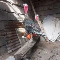بوقلمون
