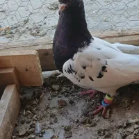 کبوتر کله ای|پرنده|آبیک, |دیوار