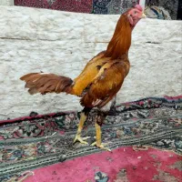 خروس لاری اصیل