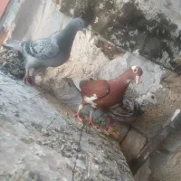 کفتر ماده
