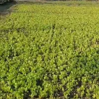 نهال کاهو پیچ روغنی نوکنده|گل و گیاه طبیعی|نوکنده, |دیوار