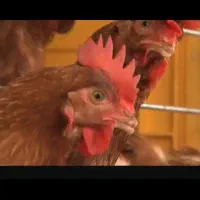 کارگرمرغداری تخمگذار