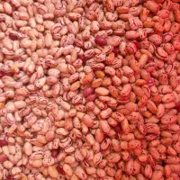 لوبیا چیتی ثمین بذر امسال