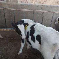 گوساله نر و ماده