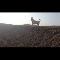 واگذاری سگ همه چی تموم|سگ|صالح آباد (خراسان), |دیوار