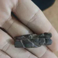 مهره هبهاب