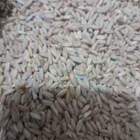 گندم دیمی تروتمیز