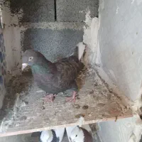 کبوتر طوقی وکله خال اینا|پرنده|سنندج, |دیوار