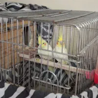 یک جفت عروس هلندی نر و ماده لوتینو|پرنده|کرج, شهرک جهان‌نما|دیوار