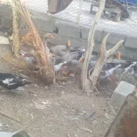 اردک و غاز و بوقلمون فروشی