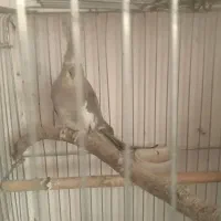 عروس روی جوجه و تعدادی قفس  ب قیمت|پرنده|قزوین, |دیوار