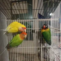 کوتوله برزیلی هلویی اپلاین گرین ماده