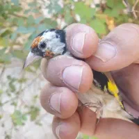 سهره مست|پرنده|شیراز, شهرک رضوان|دیوار