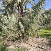 فروش دمیت کبکاب