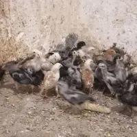 جوجه لاری اصل افغان تعداد
