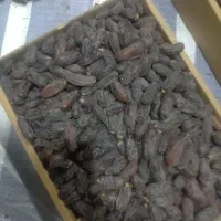 خرما ربی درجه یک|خوردنی و آشامیدنی|ایرانشهر, |دیوار