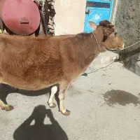 گاوآبستن|حیوانات مزرعه|دهگلان, |دیوار