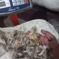 ابر و پر. بالشت و کرک و پشم گوسفند