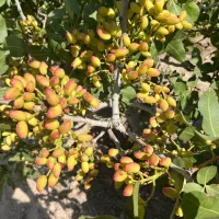 پیشفروش نهال دسته کله قوچی