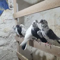 کبوتر پرشی|پرنده|پاکدشت, پاکدشت (مامازند)|دیوار