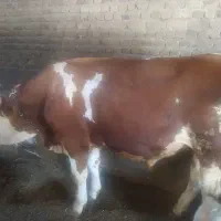 گاونرگوشتی‌