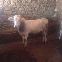 گوساله