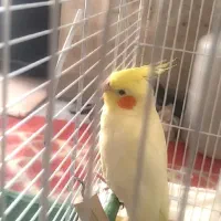 گم شده  عروس هلندی