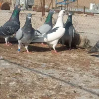 کبوتر پلاکی