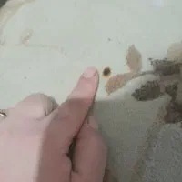 فرش ۶متری|فرش|اهواز, شهرک شهید عباس پور|دیوار