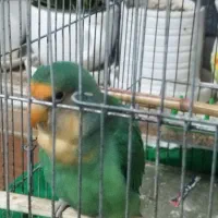 طوطی برزیلی سالم و سر حال و بالغ|پرنده|رشت, یخسازی|دیوار