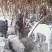 ۱۵عدد گوسفند چاق به فروش میرسد