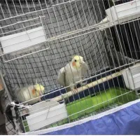 جفت عروس هلندی