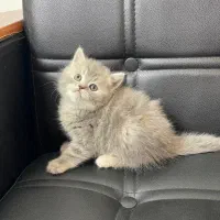 گربه بیریتیش ۲ماهه