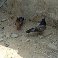 کبوترپاکستانی