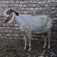 سلام بز مری با کهره ماده|حیوانات مزرعه|جزنیک, |دیوار